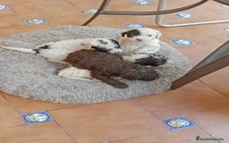 Perro de Agua Español perros en venta: Hembra disponíble - Imagen 2