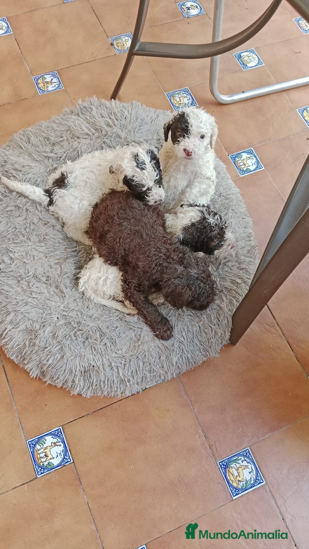 Perro de Agua Español perros en venta: Hembra disponíble - Imagen 2