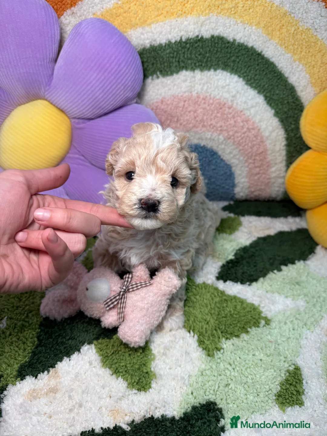 Maltipoo perros en venta: Maltipoo Mini Toy - Anuncio 1
