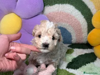 Maltipoo perros Maltipoo Mini Toy - Anuncio 1