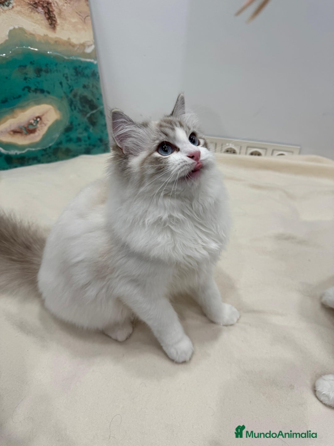 Ragdoll gatos en venta: Gatita Seal Tabby Bicolour - Anuncio 5