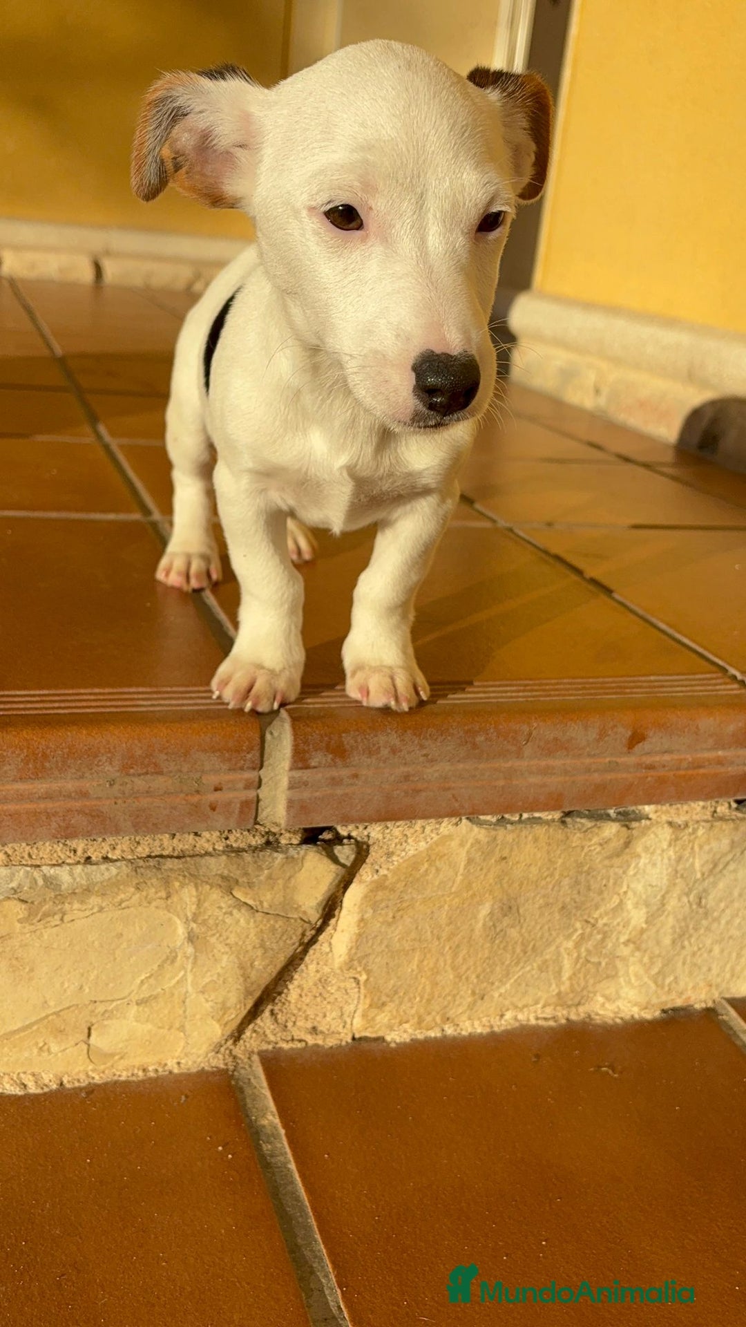Jack Russell Terrier perros en venta: Cachorros de Jack russell  - Anuncio 16