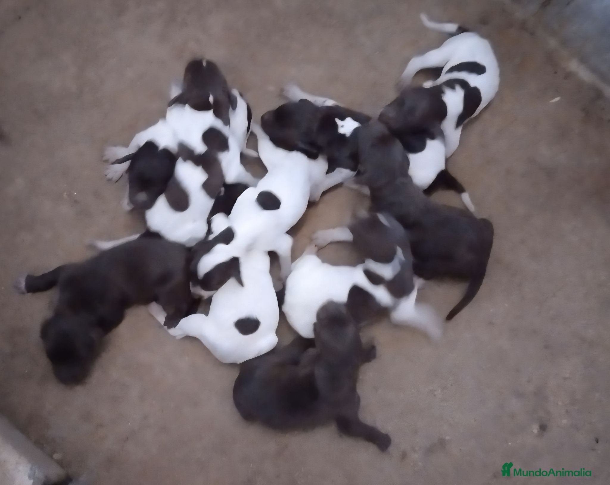 Braco Alemán de Pelo Corto perros Camada bracos alemanes - Anuncio 1