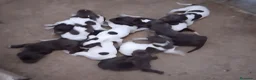 Braco Alemán de Pelo Corto perros en venta: Camada bracos alemanes - Anuncio 1