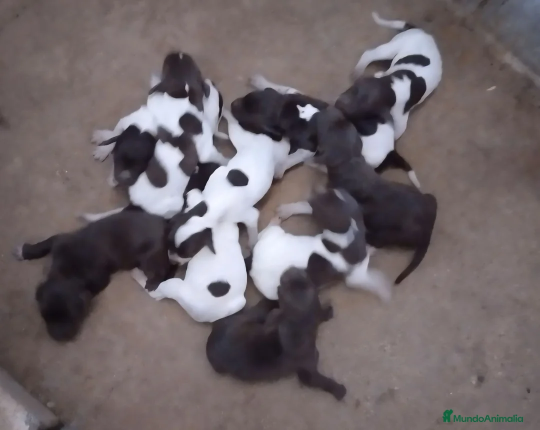 Braco Alemán de Pelo Corto perros en venta: Camada bracos alemanes - Anuncio 1