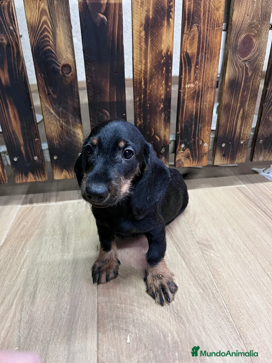 Teckel perros en venta: Teckel negro fuego pelo duro  - Anuncio 2