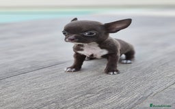 Chihuahua perros en venta: CHIHUAHUA HEMBRA - Imagen 1