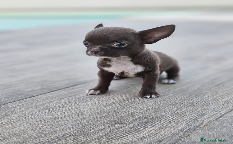 Chihuahua perros - Propaganda 5