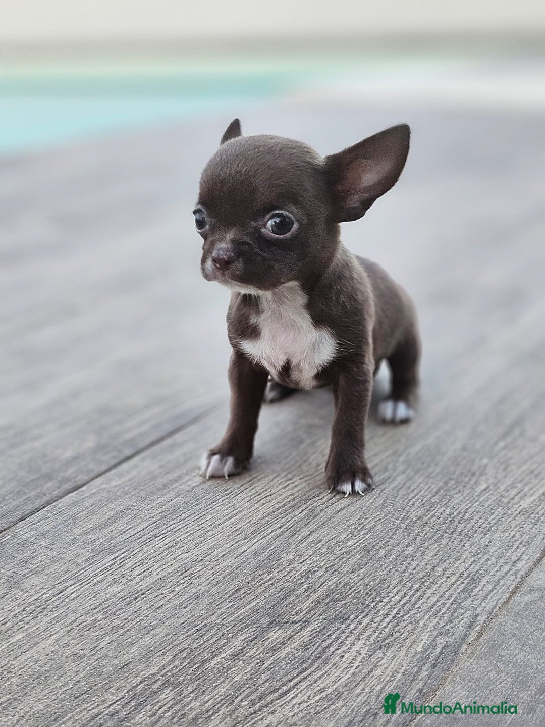 Chihuahua perros en venta: CHIHUAHUA HEMBRA - Imagen 1