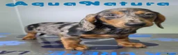 Teckel perros en venta: Teckel Macho de Kily y Luisiño 8171 - Anuncio 3