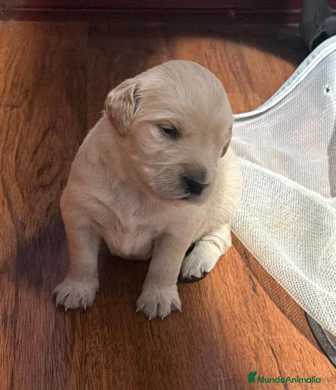 Golden Retriever perros en venta: Golden retriever espectacular camada🐾🔥 en Málaga - Anuncio 5