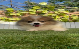 Pomerania perros en venta: POMERANIA MACHO ENVIO A TODA ESPAÑA - Imagen 18