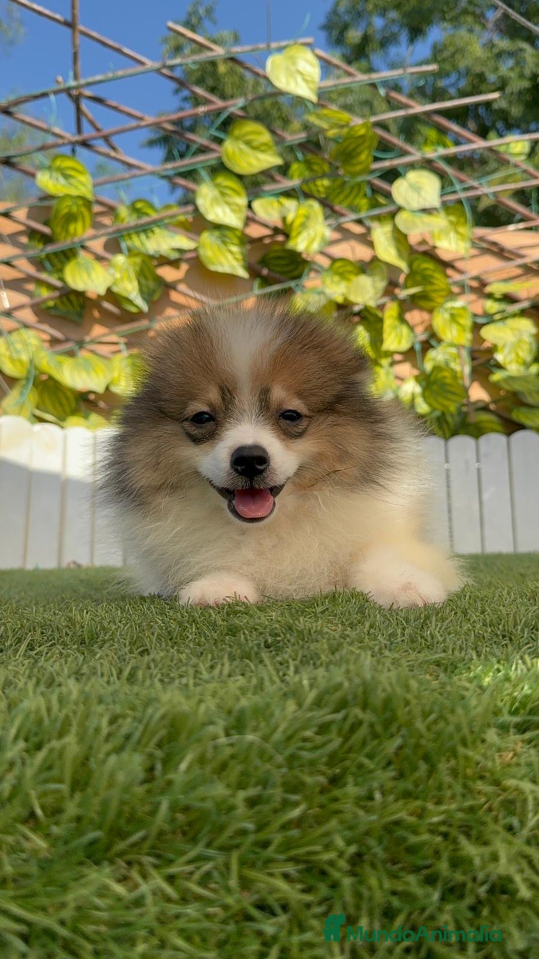 Pomerania perros en venta: POMERANIA MACHO ENVIO A TODA ESPAÑA - Imagen 18