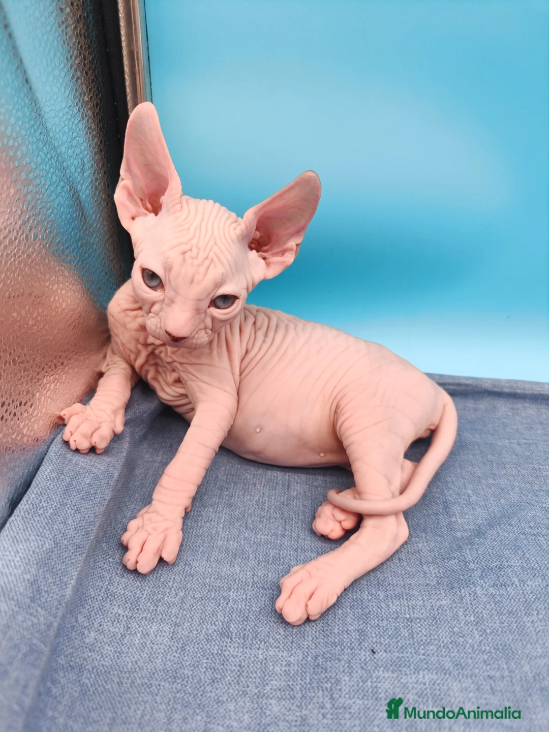 Sphynx gatos en venta: Hembrita blanca y ojos azules  - Anuncio 5