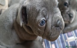 Bulldog Francés perros en venta: Bulldog francés Blue y blue and tang  en León - Imagen 5