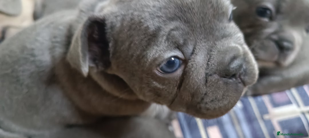 Bulldog Francés perros en venta: Bulldog francés Blue y blue and tang  en León - Imagen 5