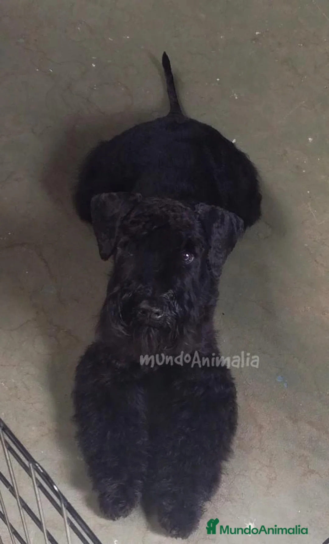 Imagen de galería {{count}}