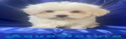Bichón Habanero perros en venta: Havapoo Macho 1749 de Kis - Anuncio 4
