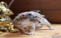 Chihuahua perros en venta: Chihuahua merle hembra toy  en Barcelona - Imagen 3