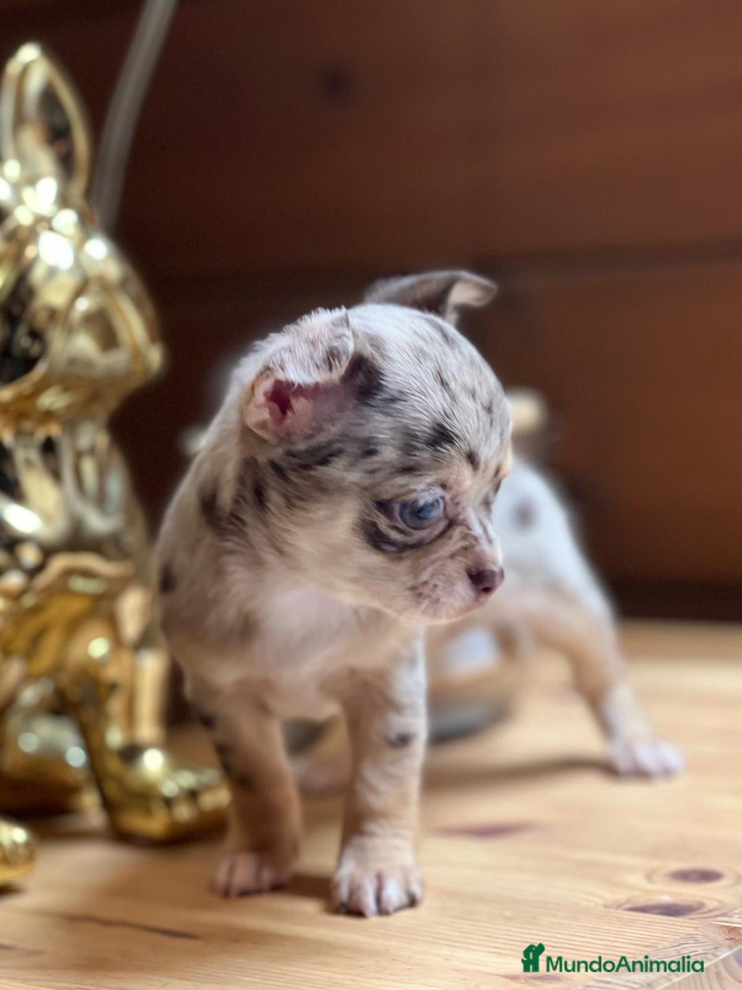 Chihuahua perros en venta: Chihuahua merle hembra toy  en Barcelona - Imagen 3