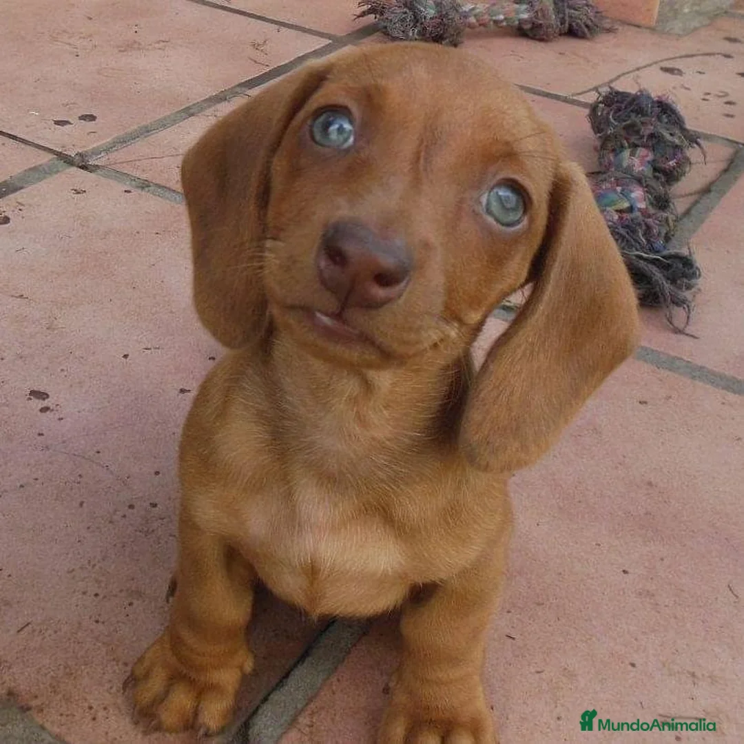 Teckel Miniatura perros en venta: Teckel preciosos  en Ciudad Real - Anuncio 5