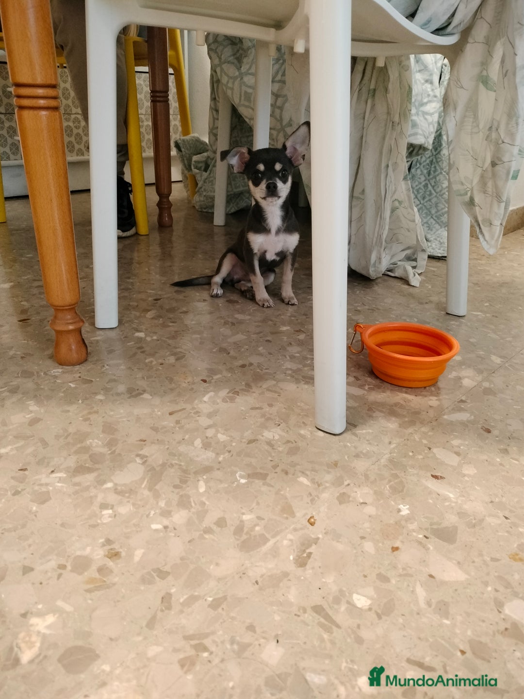 Chihuahua perros en venta: Chihuahua  - Imagen 2