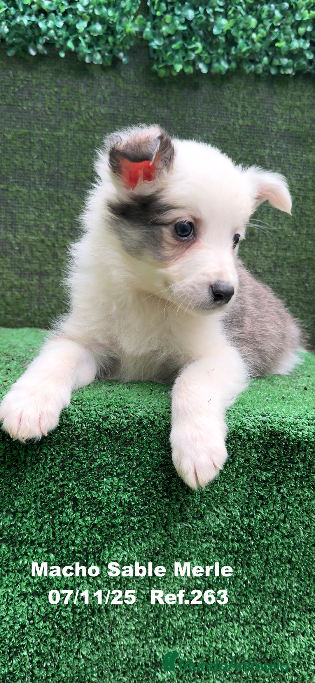 Border Collie perros en venta: Border Collie  - Anuncio 26