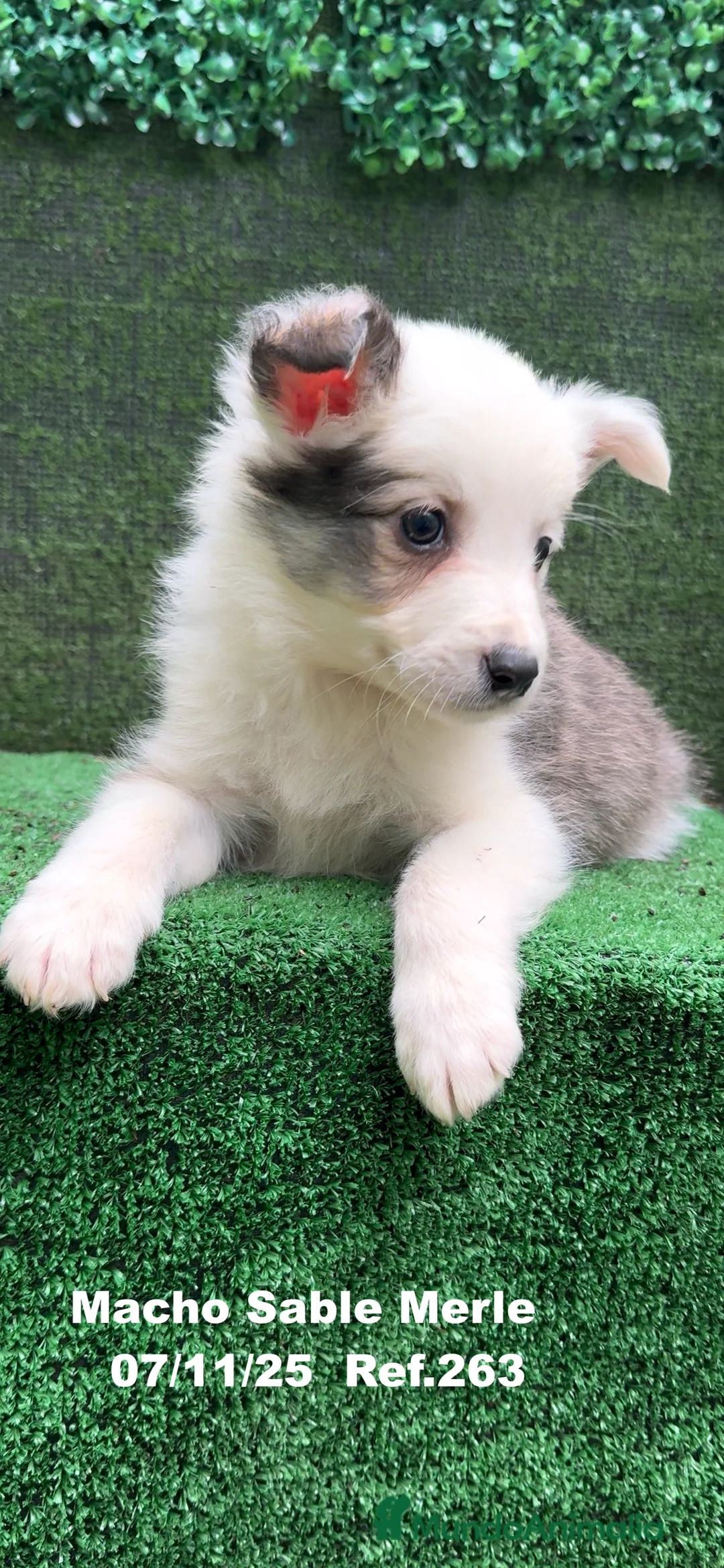 Border Collie perros en venta: Border Collie  - Anuncio 26