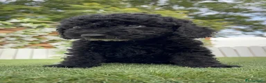 Perro de Agua Español 1