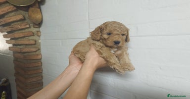 Caniche Mediano perros - Anuncio 13