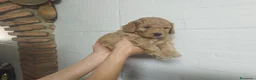 Caniche Mediano perros en venta: Caniches  - Anuncio 3