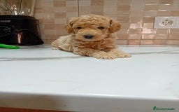 Caniche Enano perros en venta: Caniche pimentón y apricot  - Imagen 10