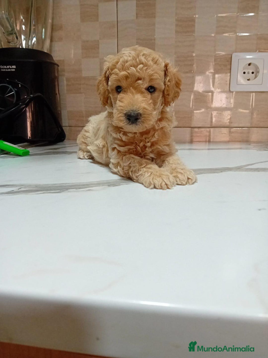 Caniche Enano perros en venta: Caniche pimentón y apricot  - Imagen 10