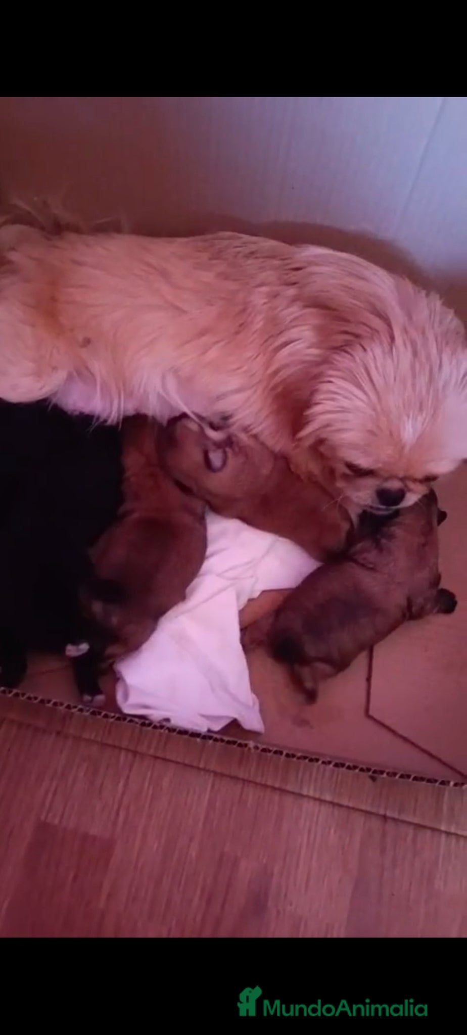 Pekinés perros en venta: Hembra de pekine  en Sevilla - Anuncio 3