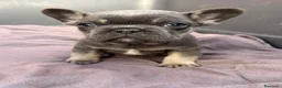 Bulldog Francés perros en venta: Bulldog francés exótico  - Anuncio 3