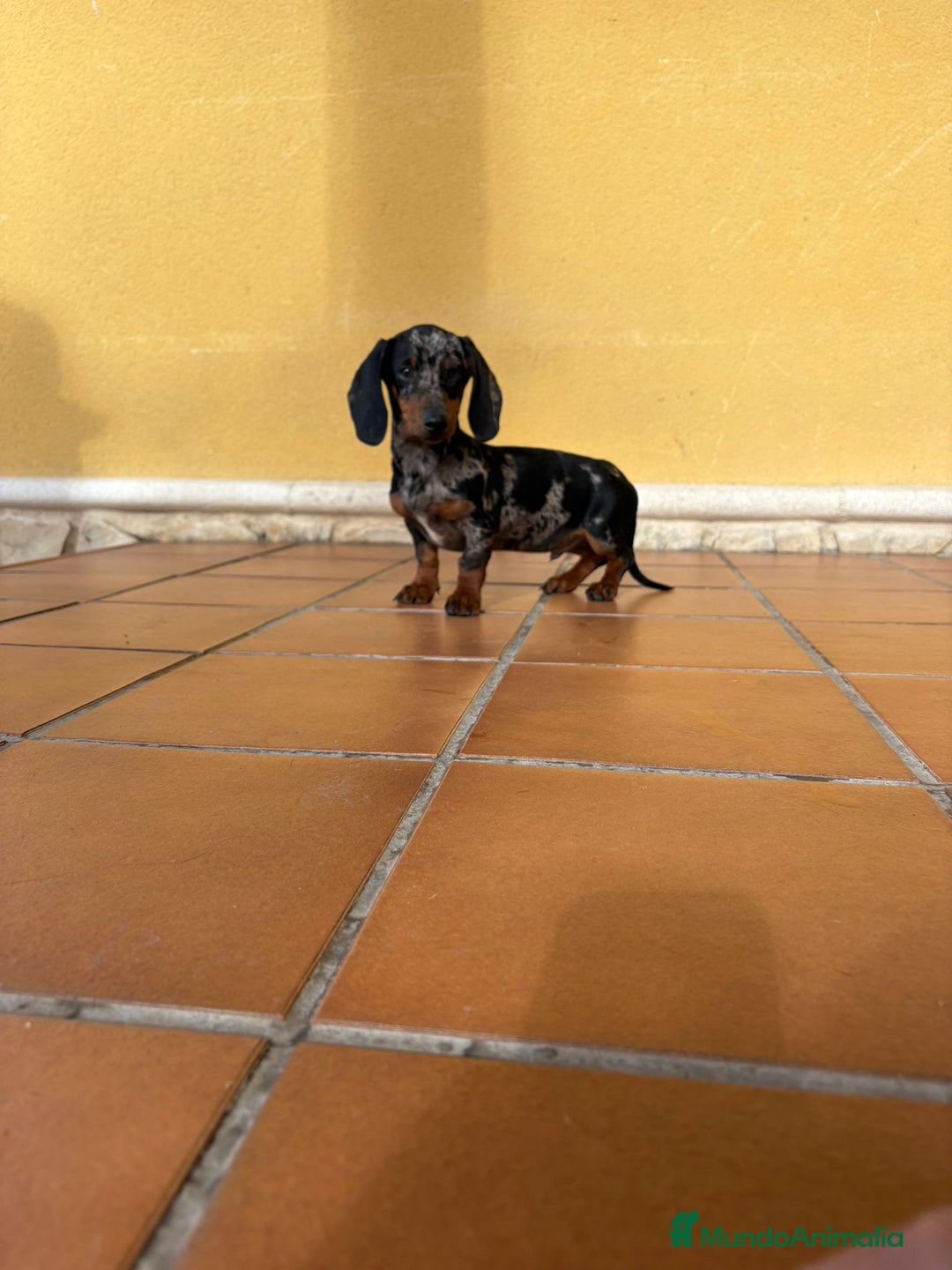 Teckel Miniatura perros en venta: Teckel Kaninchen arlequín Merle plata  - Anuncio 17