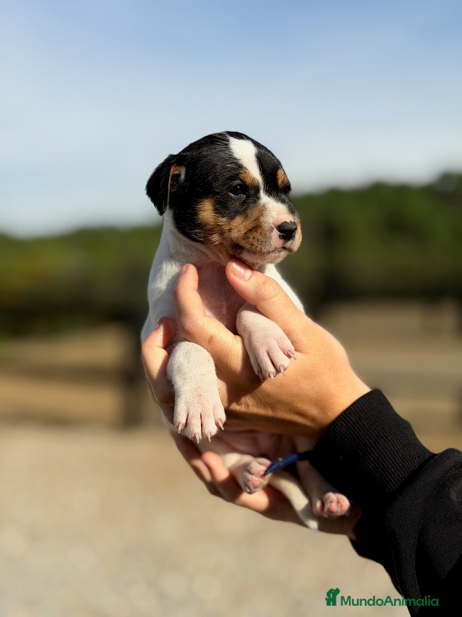 Ratonero Bodeguero Andaluz perros Bodeguero andaluz hembra  - Anuncio 3