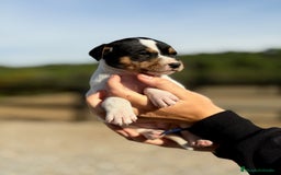 Ratonero Bodeguero Andaluz perros en venta: Bodeguero andaluz hembra  - Imagen 1