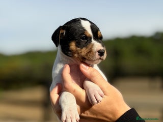 Ratonero Bodeguero Andaluz perros - Anuncio 2