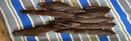 Labrador Retriever perros en venta: Labrador retriever chocolate  - Anuncio 3