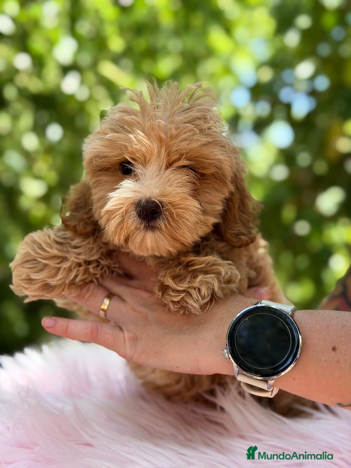 Maltipoo perros MALTIPOO APRICOT - Anuncio 3