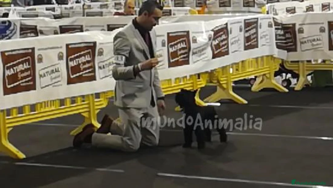 Imagen de galería {{count}}