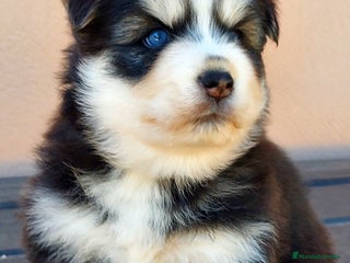 Pomsky perros - Anuncio 20