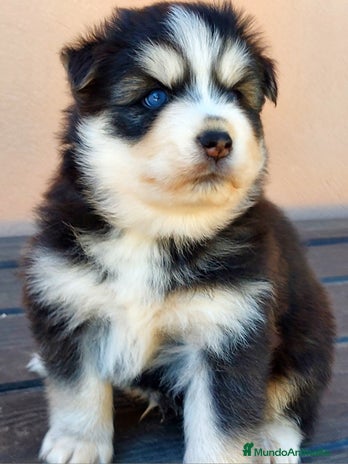 Pomsky perros - Anuncio 4