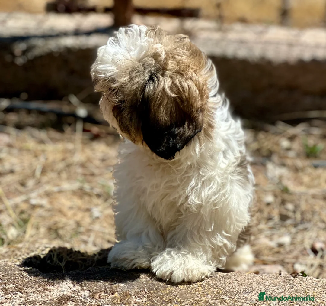 Shih Tzu perros en venta: SHIH TZU TOY DISPONIBLE - Anuncio 3