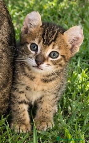 Bengalí gatos Bengalí serafín - Anuncio 2