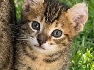 Bengalí gatos Bengalí serafín - Anuncio 2