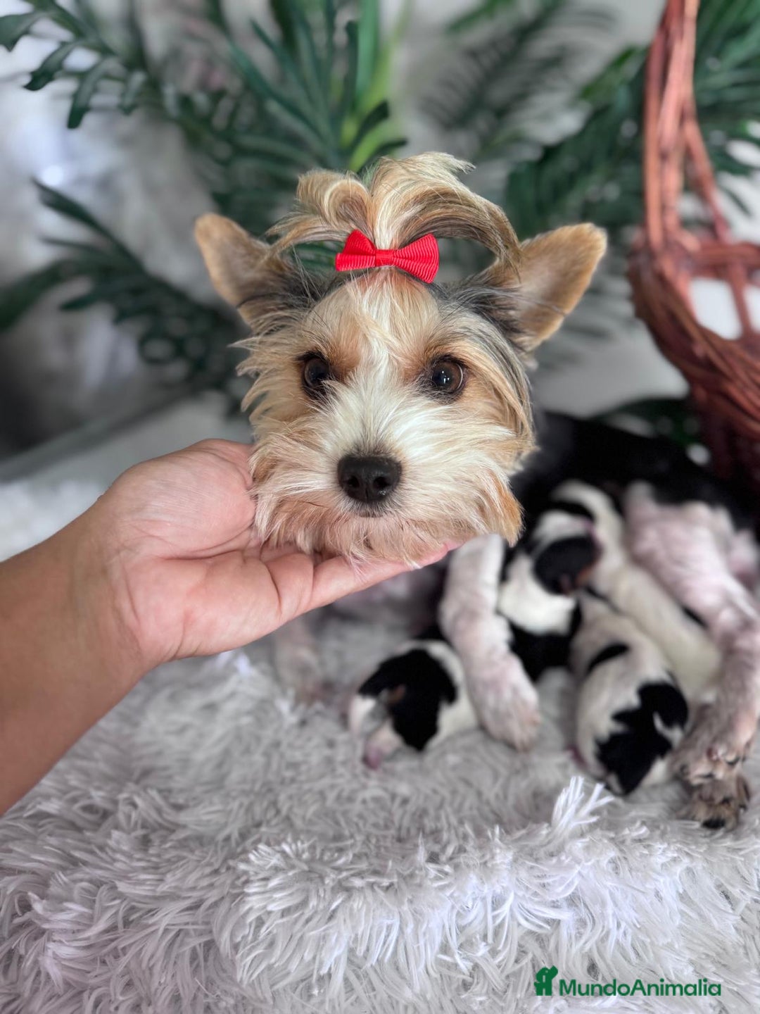 Yorkshire Terrier perros en venta: YORKSHIRE BIEWER - Imagen 11