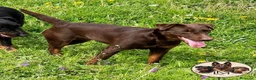 Terrier Alemán de Caza perros en venta: Jagd Terrier Sevilla. - Anuncio 4