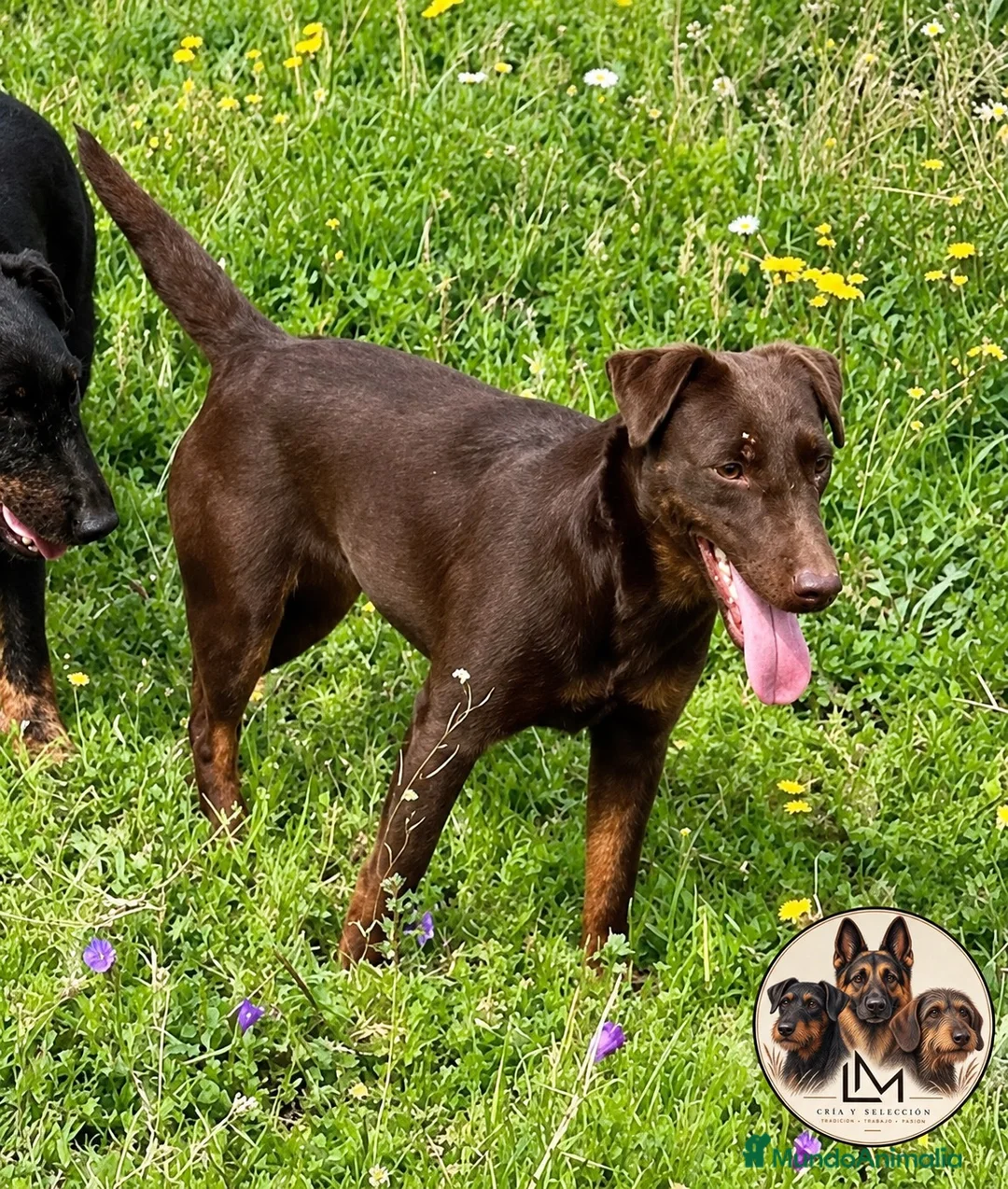 Terrier Alemán de Caza perros en venta: Jagd Terrier Sevilla. - Anuncio 4